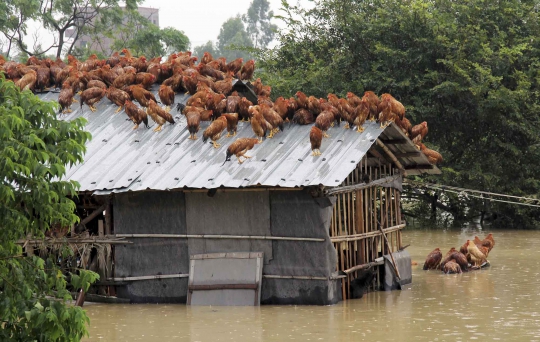 Potret unik ketika para binatang terkepung banjir