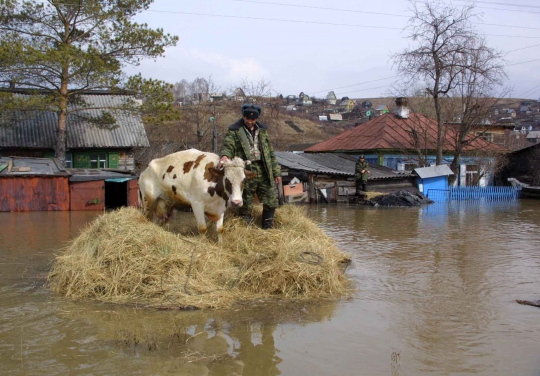 Potret unik ketika para binatang terkepung banjir