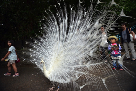 Cantiknya burung merak putih di kebun binatang Nogeyama