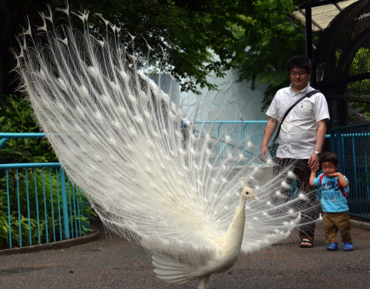 Cantiknya burung merak putih di kebun binatang Nogeyama