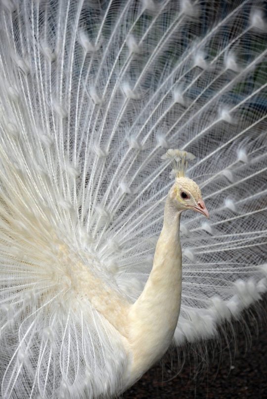 Cantiknya burung merak putih di kebun binatang Nogeyama