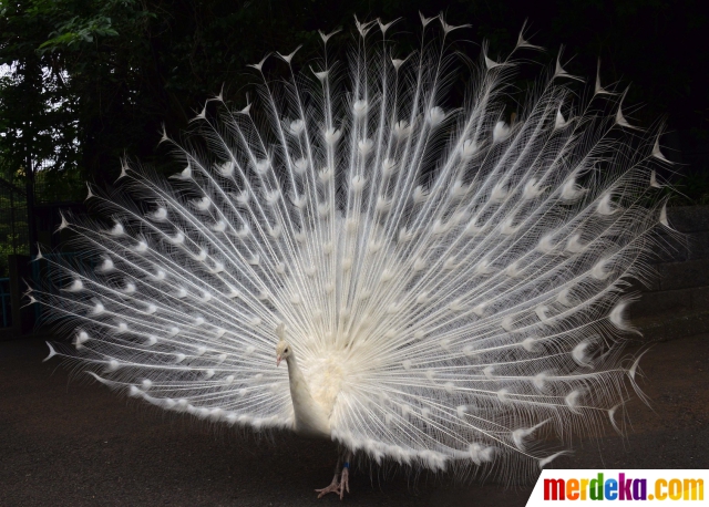 SEK Binatang Foto Cantiknya burung merak putih di kebun binatang 