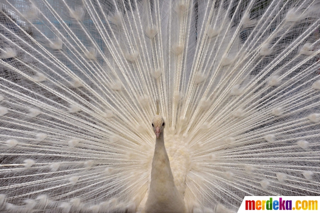 94 Gambar Burung Merak Jantan Dan Betina HD Terbaik