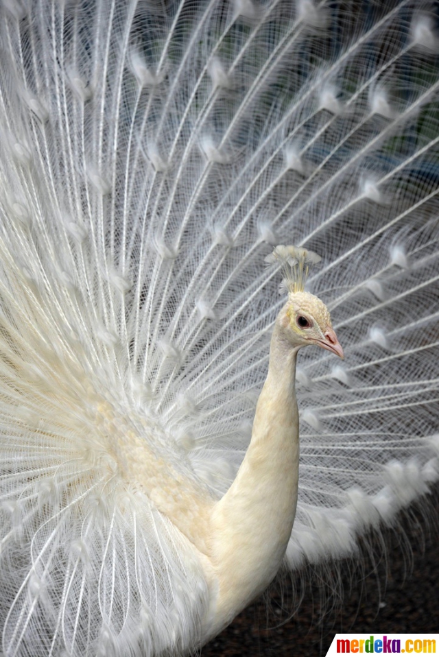 Foto : Cantiknya burung merak putih di kebun binatang 