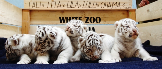 Imutnya 5 bayi harimau putih Bengal di White Zoo Austria