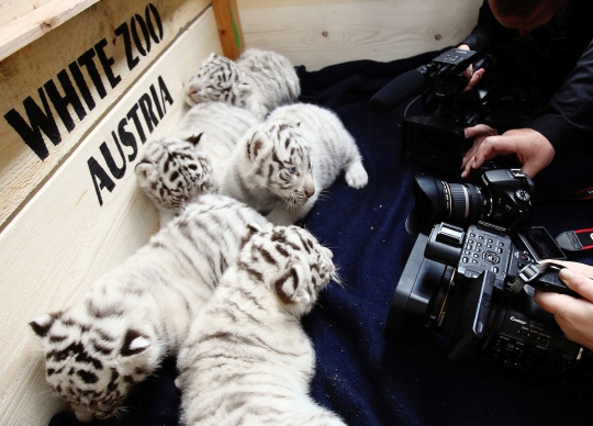 Imutnya 5 bayi harimau putih Bengal di White Zoo Austria