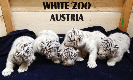 Imutnya 5 bayi harimau putih Bengal di White Zoo Austria