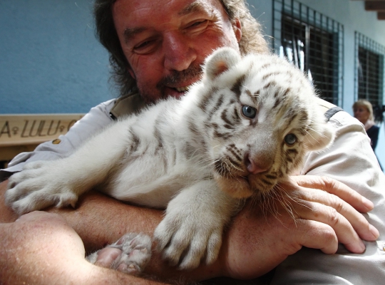 Imutnya 5 bayi harimau putih Bengal di White Zoo Austria
