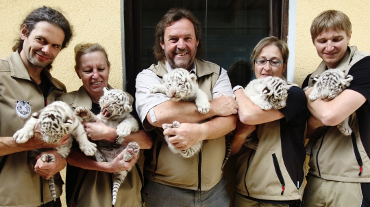 Imutnya 5 bayi harimau putih Bengal di White Zoo Austria