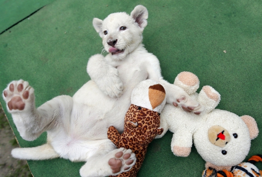 Lucunya anak singa putih bermain boneka beruang
