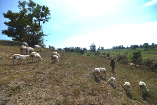 Kisah penggembala kambing di tengah Latgab TNI 2014