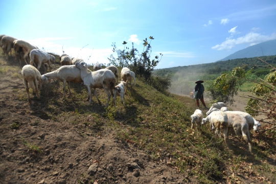 Kisah penggembala kambing di tengah Latgab TNI 2014