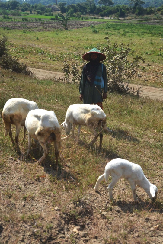 Kisah penggembala kambing di tengah Latgab TNI 2014