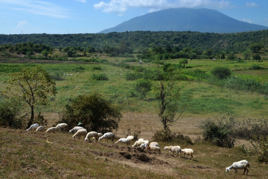 Kisah penggembala kambing di tengah Latgab TNI 2014