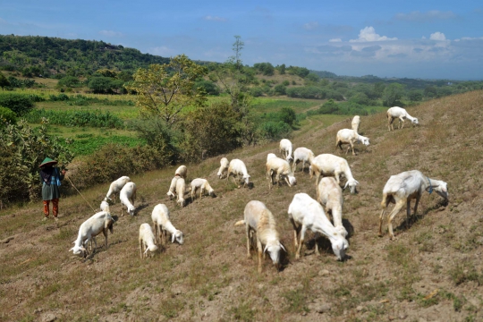 Kisah penggembala kambing di tengah Latgab TNI 2014