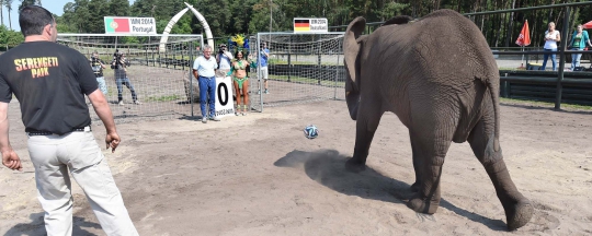 Gajah peramal ini prediksikan timnas Portugal kalahkan Jerman