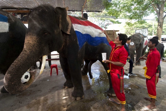 Sambut Piala Dunia, gajah Thailand ikut pertandingan sepakbola