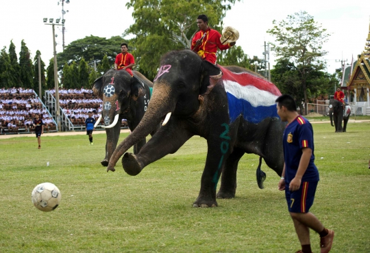 Sambut Piala Dunia, gajah Thailand ikut pertandingan sepakbola