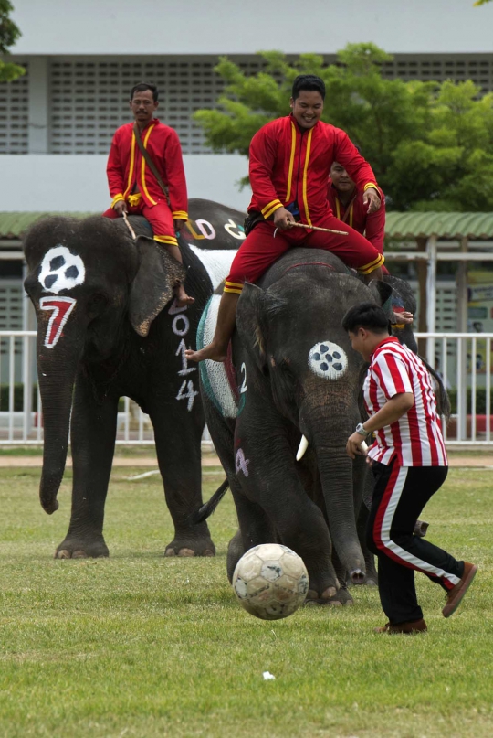 Sambut Piala Dunia, gajah Thailand ikut pertandingan sepakbola