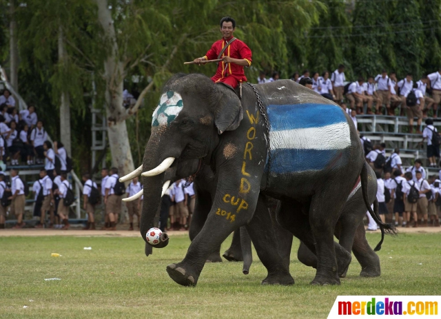 Unduh 55 Gambar Gajah Bermain Bola Paling Baru Gratis