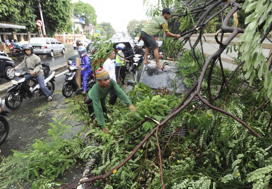 Sedan mewah tertimpa pohon tumbang di Menteng