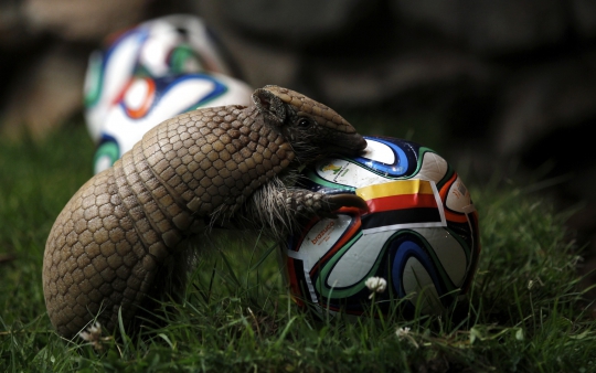 Hewan ini prediksi Jerman menang melawan Portugal