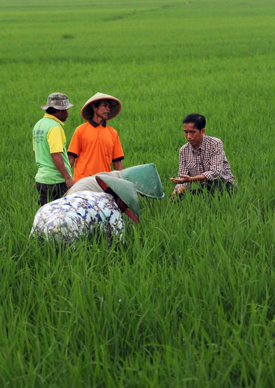 Aksi Jokowi ngobrol dengan petani di tengah sawah