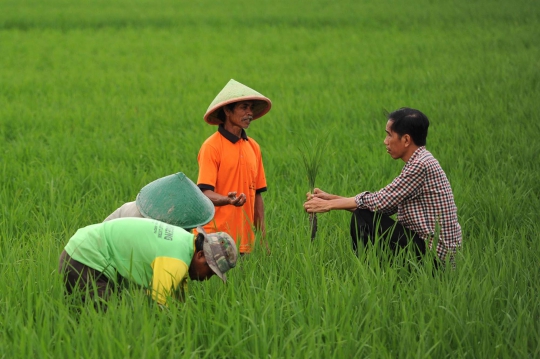 Aksi Jokowi ngobrol dengan petani di tengah sawah