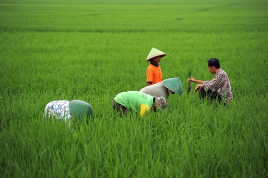 Aksi Jokowi ngobrol dengan petani di tengah sawah