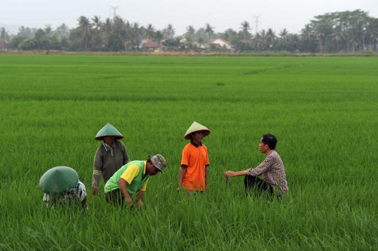 Aksi Jokowi ngobrol dengan petani di tengah sawah