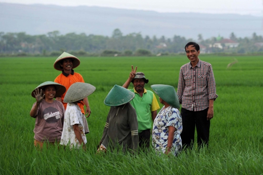 Aksi Jokowi ngobrol dengan petani di tengah sawah