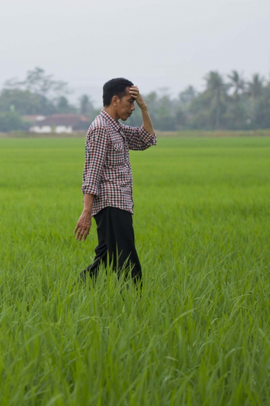 Aksi Jokowi ngobrol dengan petani di tengah sawah