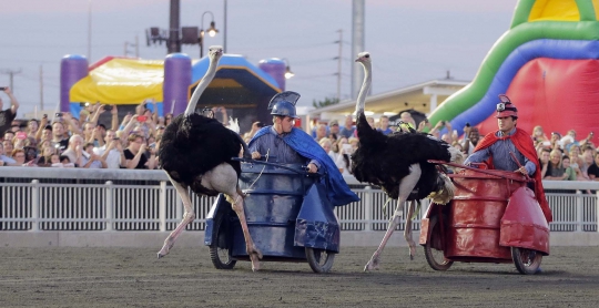 Serunya balapan burung unta di Festival Ostrich
