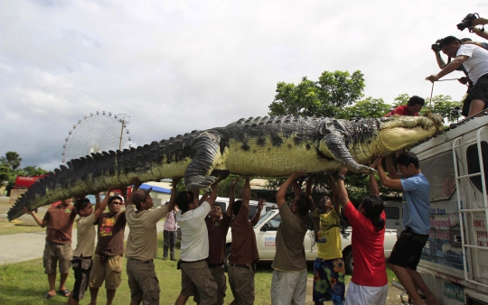 Heboh, buaya panjang 21 kaki di Filipina lepas ke kota