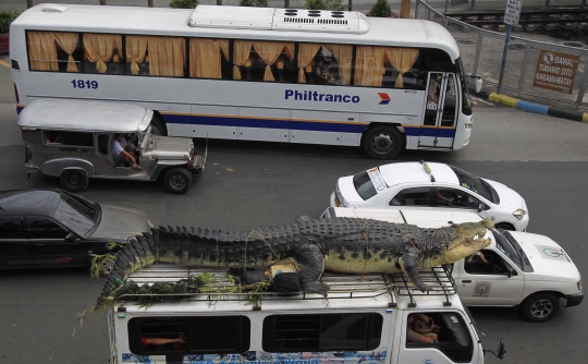 Heboh, buaya panjang 21 kaki di Filipina lepas ke kota