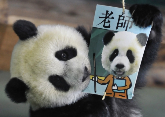 'Yuan Zai', bayi panda inseminasi rayakan ulang tahun pertamanya