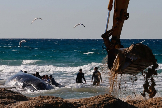 Aksi dramatis penyelamatan bayi paus terdampar di Queensland
