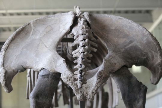 Melihat fosil gajah purba 'Mammuthus Columbi' di Mesiko