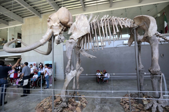 Melihat fosil gajah purba 'Mammuthus Columbi' di Mesiko