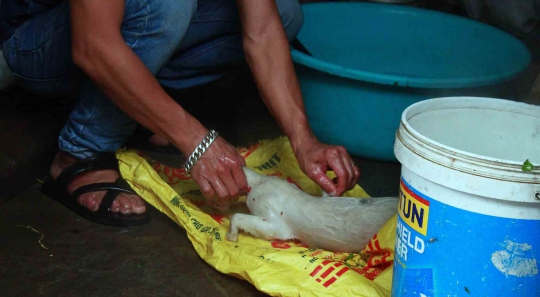 Mengintip pengolahan kuliner ekstrem daging kucing di Vietnam