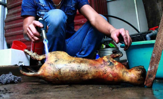 Mengintip pengolahan kuliner ekstrem daging kucing di Vietnam