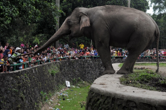 Antusiasme pengunjung Ragunan saat beri makan gajah Sumatera