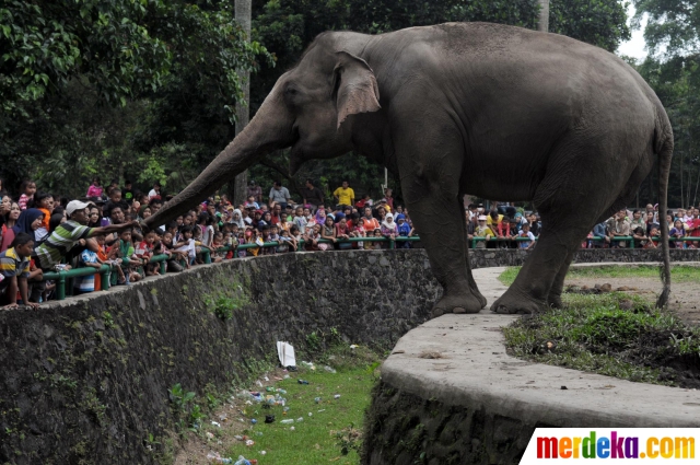 Foto : Antusiasme pengunjung Ragunan saat beri makan gajah 