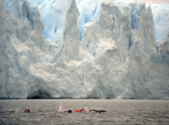 Ekstremnya perlombaan renang di danau es Gletser Perito Moreno