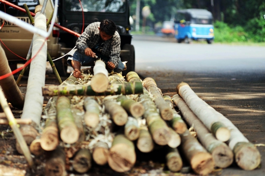 Berburu pohon pinang jelang perayaan HUT Kemerdekaan RI