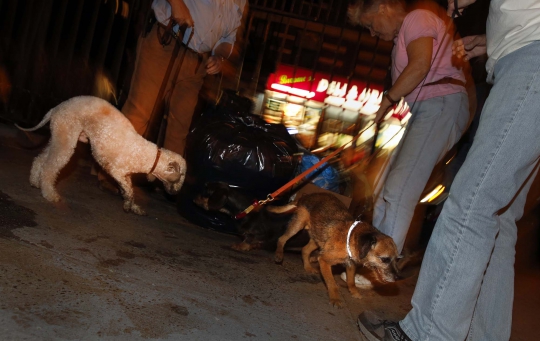 Mengintip uniknya berburu tikus dengan anjing di New York