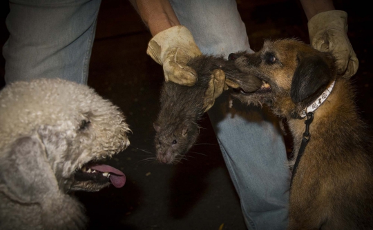 Mengintip uniknya berburu tikus dengan anjing di New York