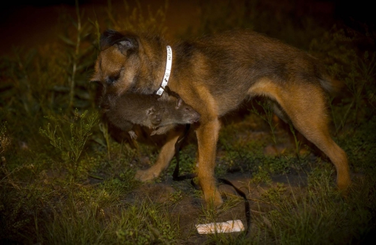 Mengintip uniknya berburu tikus dengan anjing di New York