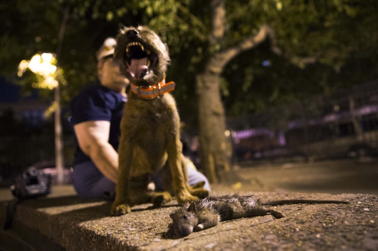 Mengintip uniknya berburu tikus dengan anjing di New York