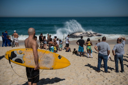 Penemuan bangkai paus sepanjang 40 kaki di pantai Rio de Janeiro